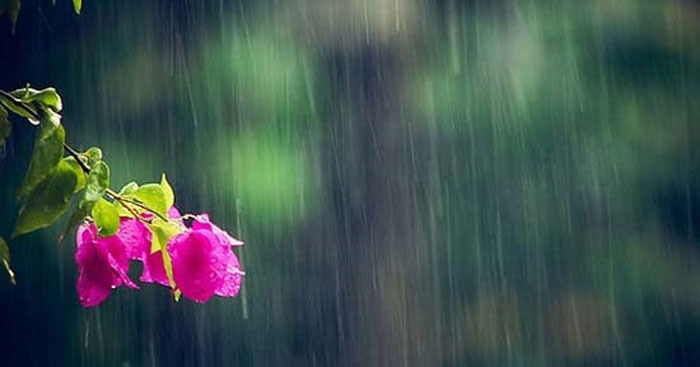 Tả cơn mưa - TOP 33 bài văn tả cơn mưa lớp 5 hay nhất