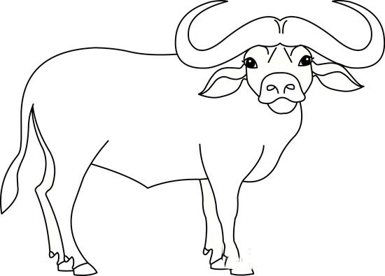 buffalo black white outline clipart