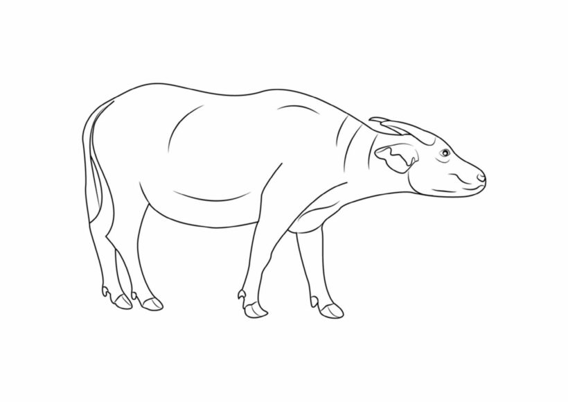 Hướng dẫn cách vẽ con Trâu gặm cỏ  How to draw buffalo  Zoom Zoom TV   YouTube