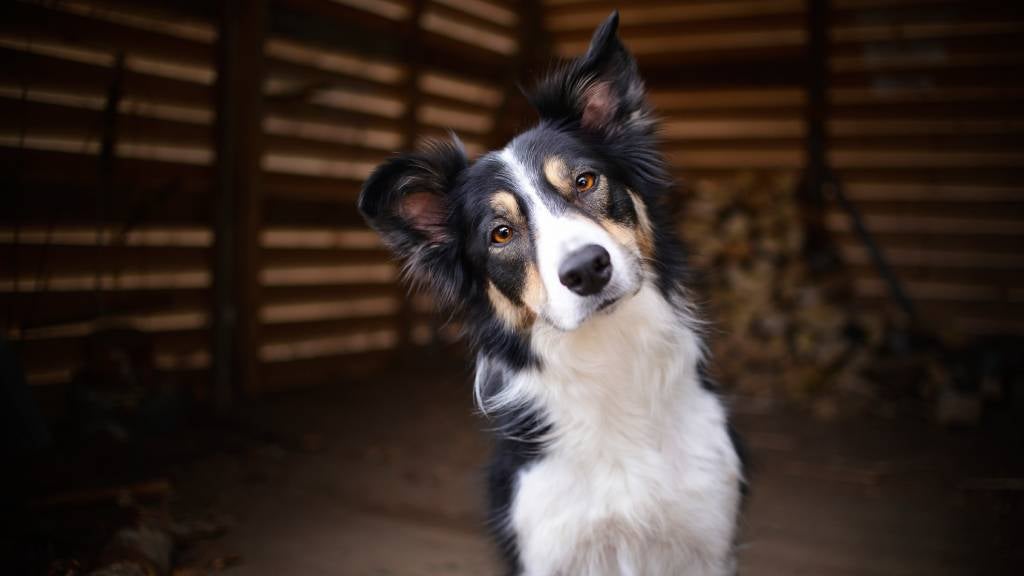 How đồ sộ interpret toàn thân language in dogs | RSPCA Pet Insurance