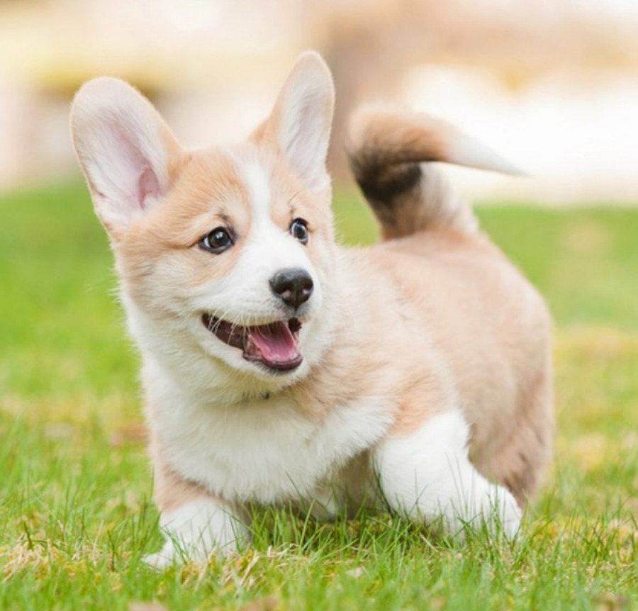 Largest Variety & Best Quality Puppies For Sale 2023 | Puppy Singapore