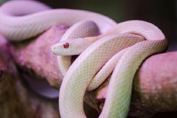 Mơ thấy rắn màu hồng có điềm báo đặc biệt và nên đánh con gì? | Znapd