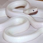Nằm mơ thấy rắn màu trắng - Loài vật kỳ lạ liệu có đáng sợ?
