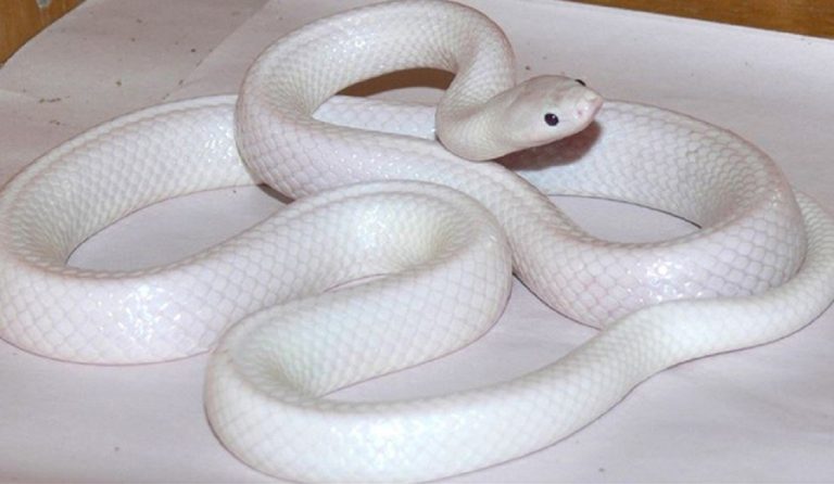 Nằm Mơ Thấy Rắn Trắng Có Ý Nghĩa Gì? Đánh Con Gì Trúng Độc Đắc?