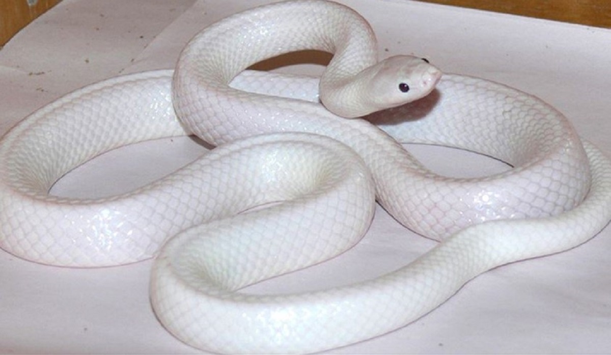 Mơ thấy rắn màu trắng - Loài vật kỳ lạ liệu có đáng sợ?