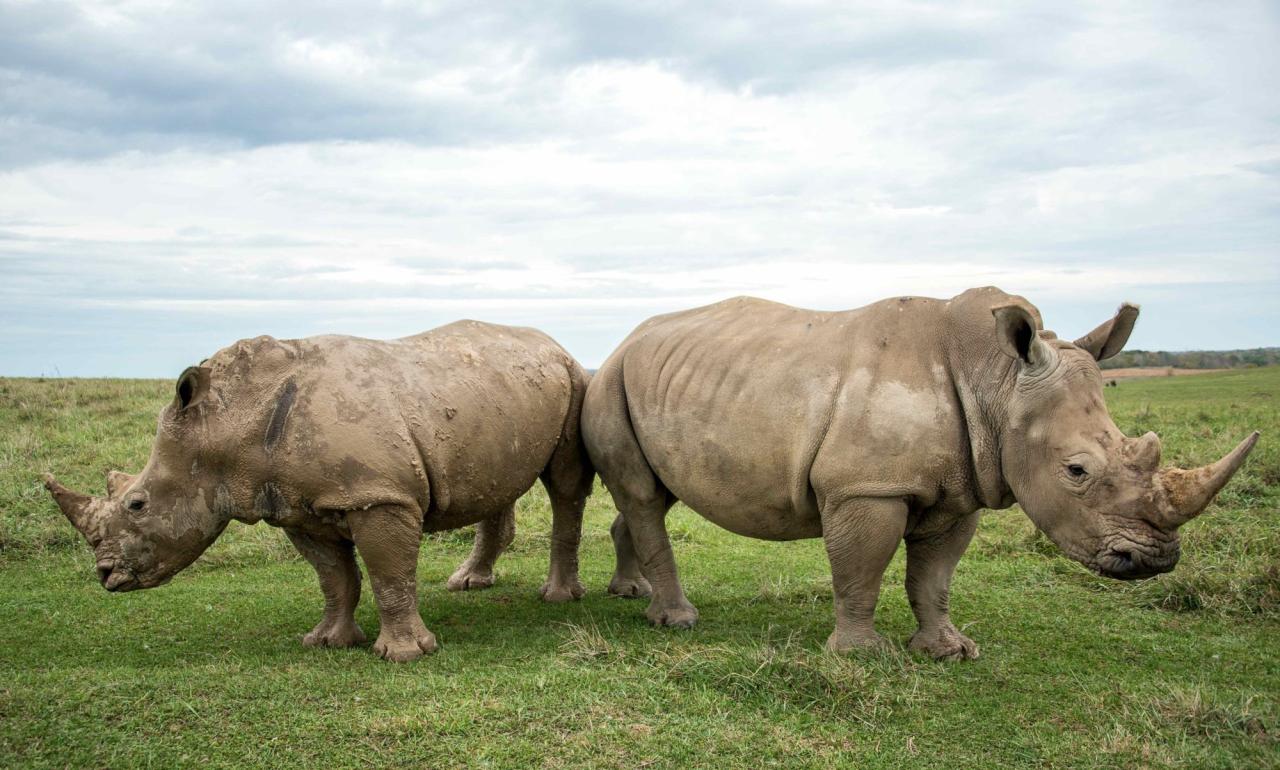 Sừng tê giác đã giảm dần kích thước trong thế kỷ qua » Báo Phụ Nữ Việt Nam