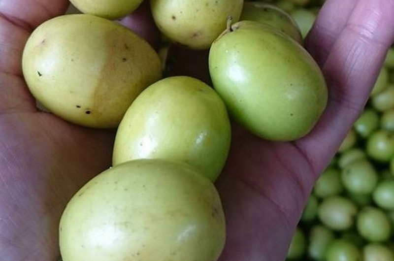 Táo chua đầu mùa có giá cao 45.000 đồng/kg - Trái cây Dũng mập