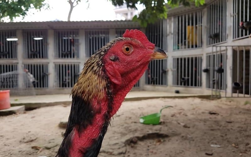 Gà chọi Thái Nguyên - Đặc điểm, cách nhân giống - Thế giới chọi gà