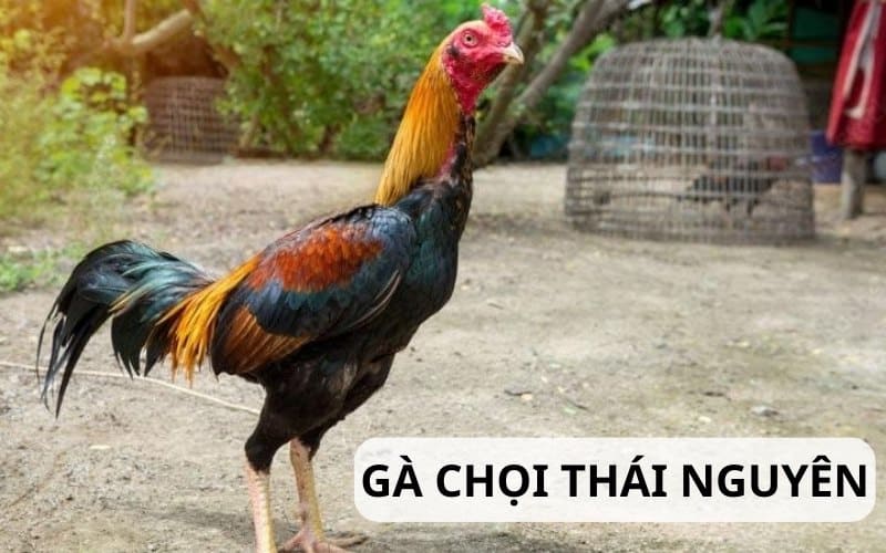 Gà chọi Thái Nguyên - Đặc điểm, cách nhân giống - Thế giới chọi gà