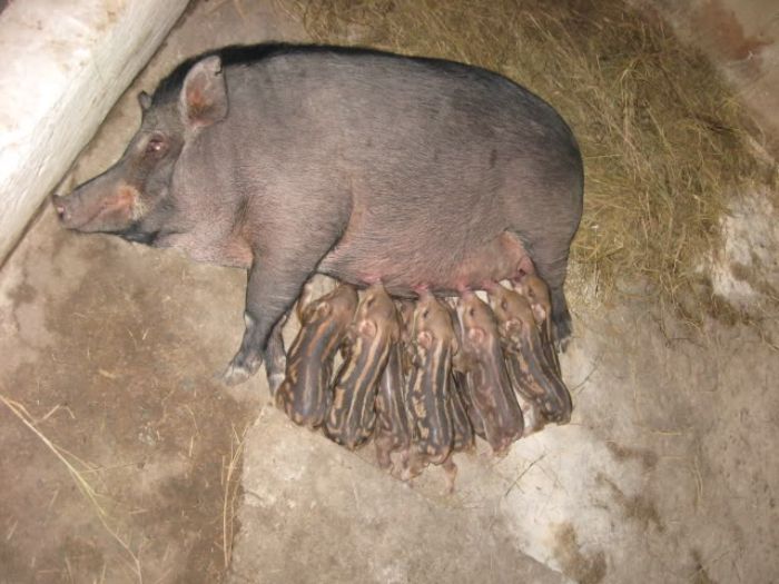 Nếu bạn mơ thấy lợn rừng, bạn nên đặt cược vào con số nào trong xổ số?