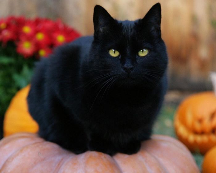 Nằm mơ thấy mèo đen là điềm báo may mắn hay xui xẻo và nên đặt cược vào con số nào?