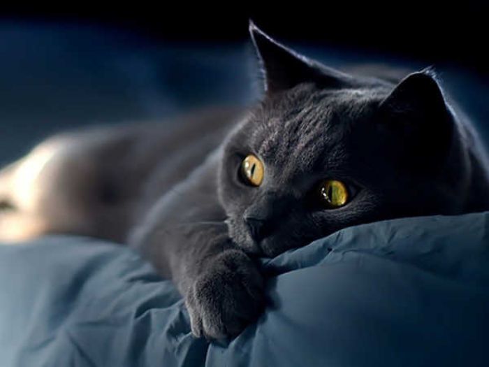 Nằm mơ thấy mèo đen là điềm báo may mắn hay xui xẻo và nên đặt cược vào con số nào?