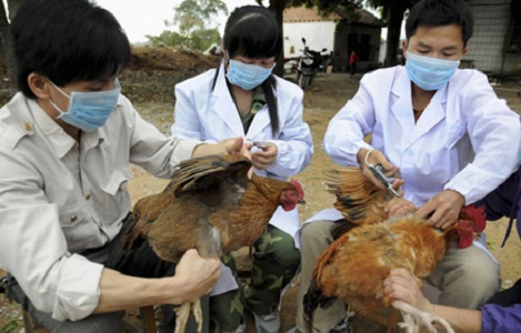 Nghiên cứu loại vắc-xin mới phòng bệnh cho gia cầm - Tạp chí Chăn nuôi Việt Nam