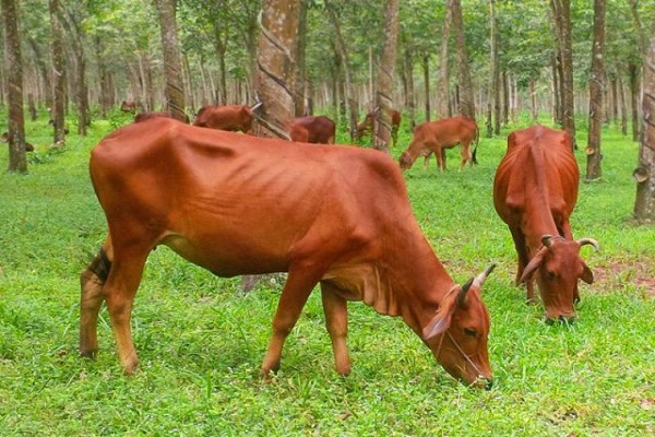 Nằm mơ thấy bò là điềm gì? Đánh đề bao nhiêu? - NgayAm.com