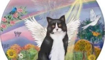 play mega boy slot online no download