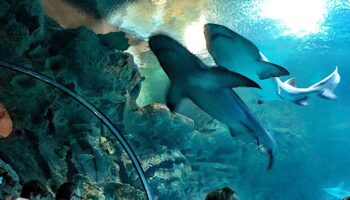 pagoefectivo Casino -Bonus