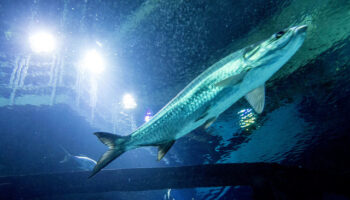 no deposit casino bonus codes for existing players